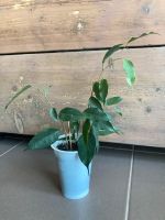 Ficus benjamini Ableger/Stecklinge Birkenfeige Jungpflanze Baden-Württemberg - Gärtringen Vorschau