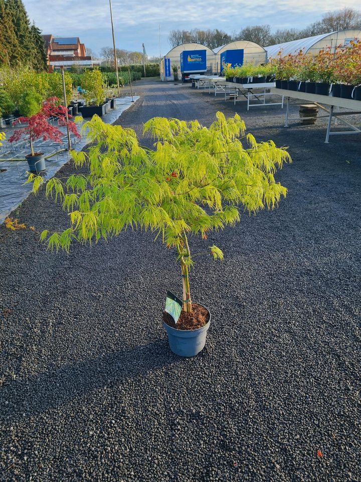 Japanischer Ahorn rot/grün Goldahorn in Haselünne