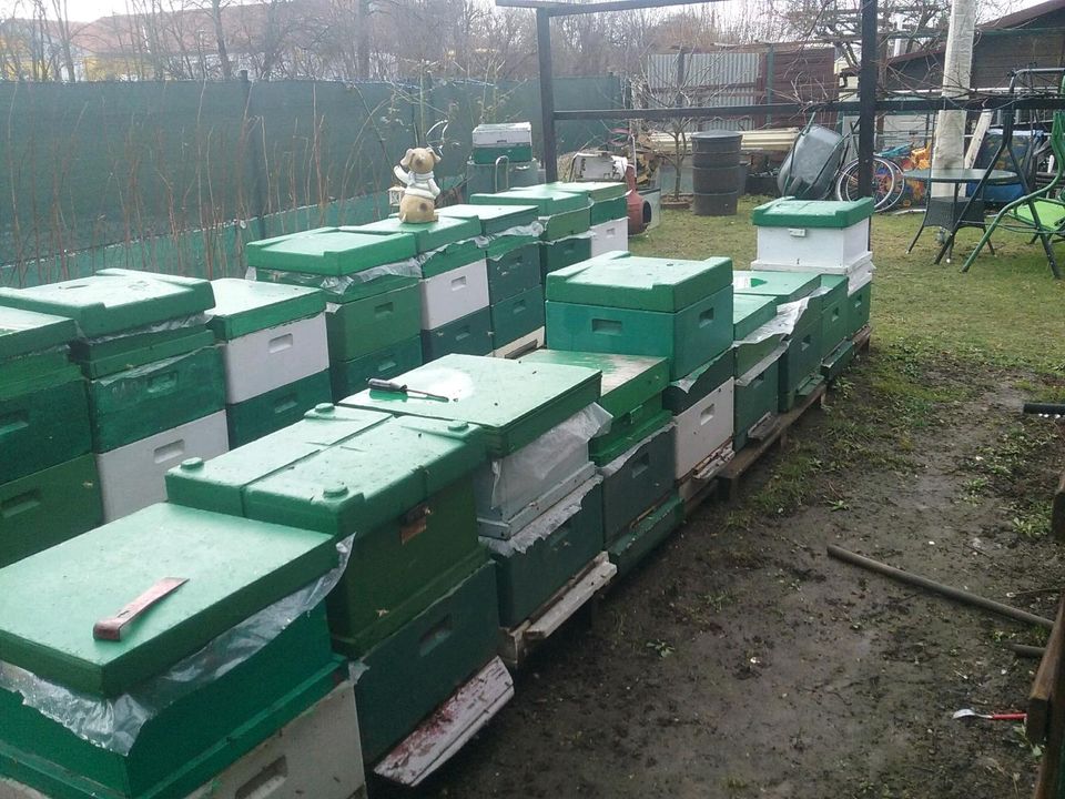 Bienenvölke in Dresden