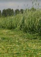 Gras Grünland Futter Heu Silage Gras stehend 1 Schnitt 2ha Baden-Württemberg - Leutkirch im Allgäu Vorschau