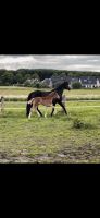 Hengstfohlen Fohlen Hengst Damaschino Fürstenball Fuchs top GGA Nordrhein-Westfalen - Wadersloh Vorschau