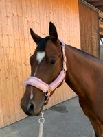 Bildhübsche Reitponystute, Sportpony, 5 jährig Bayern - Grünenbach Allgäu Vorschau