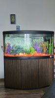 Verkaufe 260l Aquarium mit Panorama Scheibe +zwei Goldfische dazu Köln - Vingst Vorschau