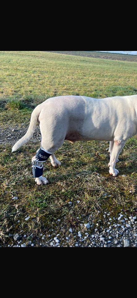 Orthese Hund Sprungelenk Bein Stütze Bullterrier Staffordshire in Aidlingen