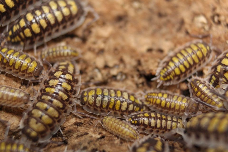 Porcellio haasi "high yellow" - Asseln, isopods, Wirbellose in Fleringen