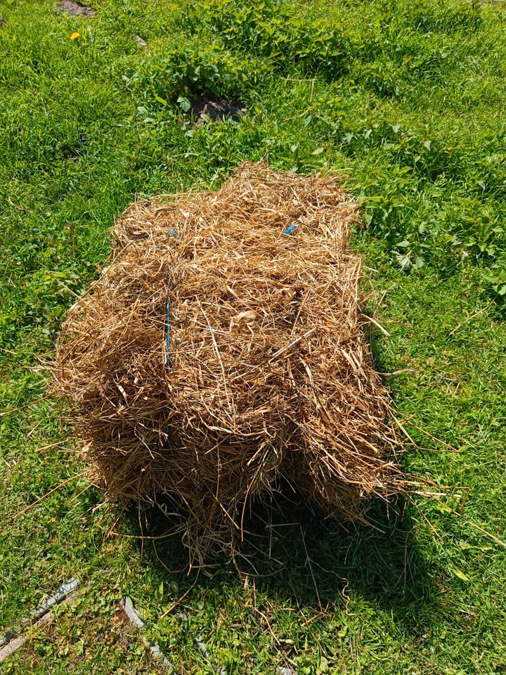 kleine Heuballen vom Vorjahr in Berlin