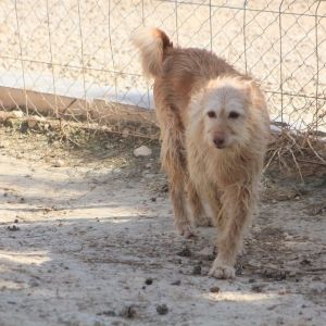 Mischling Hündin Struppelchen Vera sucht ein Kuschelkörbchen. in Wiesbaden