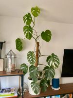 Monstera deliciosa Variegata Fensterblatt - im Blumentopfp Baden-Württemberg - Heidelberg Vorschau