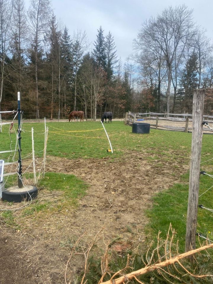 Ankommen u. endlich seine Ruhe haben!Großer Offenstall in Eigen- in Rangendingen