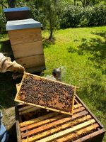 Bienenvolk Wirtschaftsvolk auf Zander Baden-Württemberg - Schwaikheim Vorschau