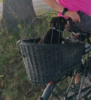 Fahrradtransportkorb für kleine Hunde Niedersachsen - Bienenbüttel Vorschau