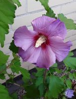 Hibiskus Pflanze/Garteneibisch im Topf (Gärtnerpualität) Wandsbek - Hamburg Jenfeld Vorschau