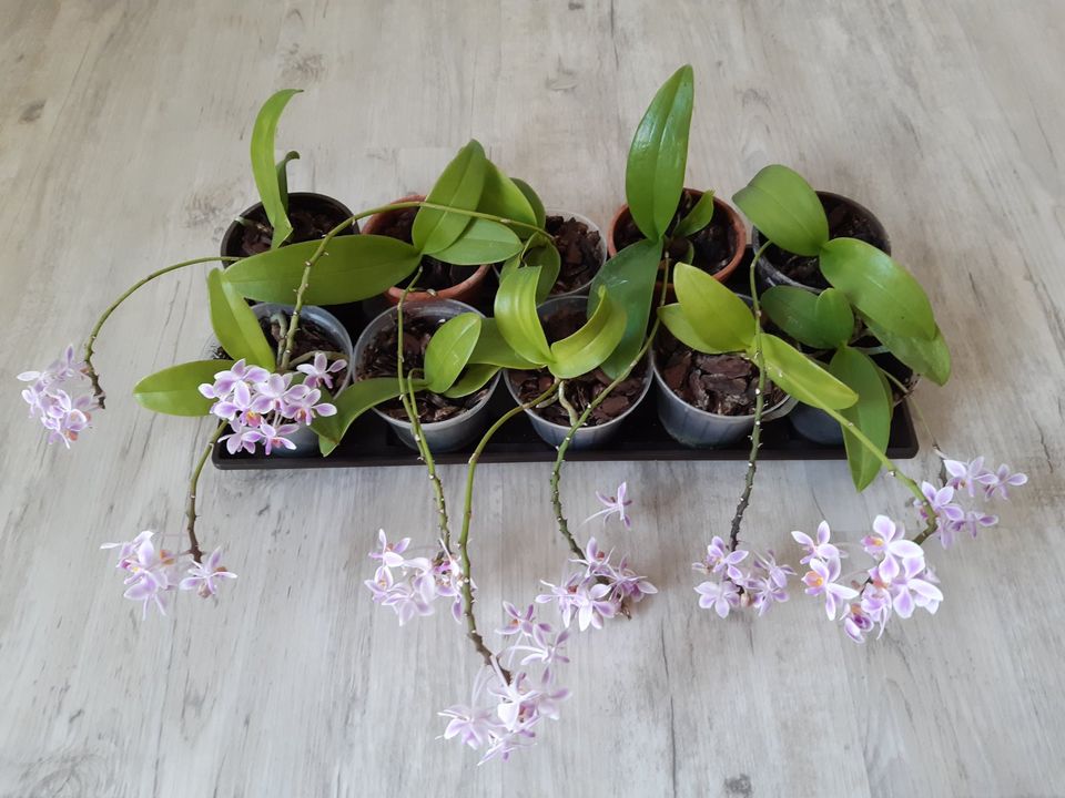 Orchideen - Jungpflanzen in Winterbach