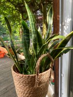 Sansevieria ,Bohenhanf  Zimmerpflanze Berlin - Reinickendorf Vorschau