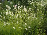 Schneemarbel immergrünes Gras, weiß blühend Hessen - Mittenaar Vorschau