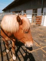 Biete: Stalltüren, Pferdetür, halb, Massivholz Bayern - Oberickelsheim Vorschau