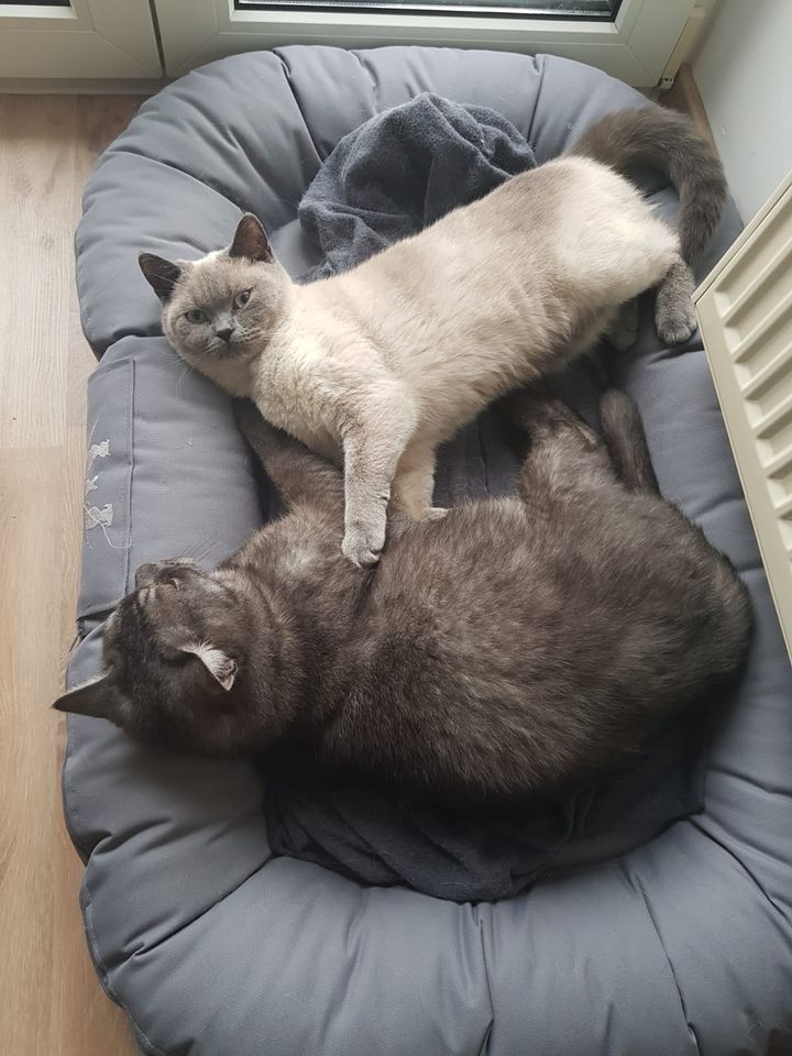 Zwei Britisch-Kurzhaar-Katzen in Kassel