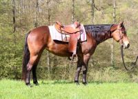 Brave 8j Paint Horse Stute sucht 5*Zuhause, Quarter Horse, Gunner Rheinland-Pfalz - Hundsbach Vorschau