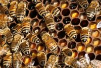 Carnica Bienenvölker Nordrhein-Westfalen - Barntrup Vorschau