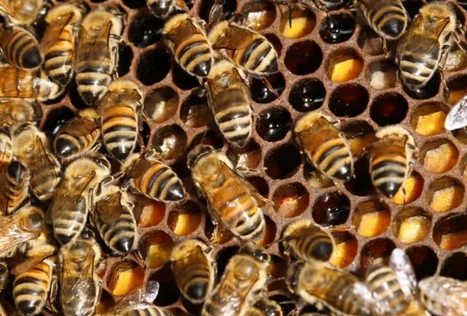 Carnica Bienenvölker in Barntrup