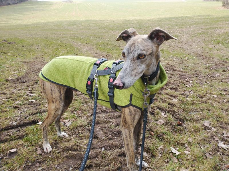 Erick, liebevoller Galgo-Rüde, geb: 2017 / SH 64cm in Wiesbaden