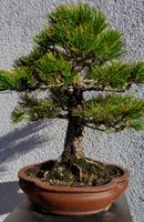 Bonsai, sehr alte Schwarzkiefer / Pinus thunbergii Nordrhein-Westfalen - Iserlohn Vorschau
