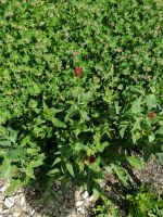 Spornblume, Staude, rot blühend. Centranthus ruber - Coccineus - Bayern - Eppishausen Vorschau