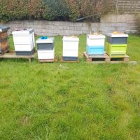 Bienenvölker Zander Maß Bienenbeute Imkerei Hessen - Dillenburg Vorschau
