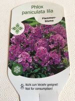 Phlox, Lila Nordrhein-Westfalen - Mönchengladbach Vorschau