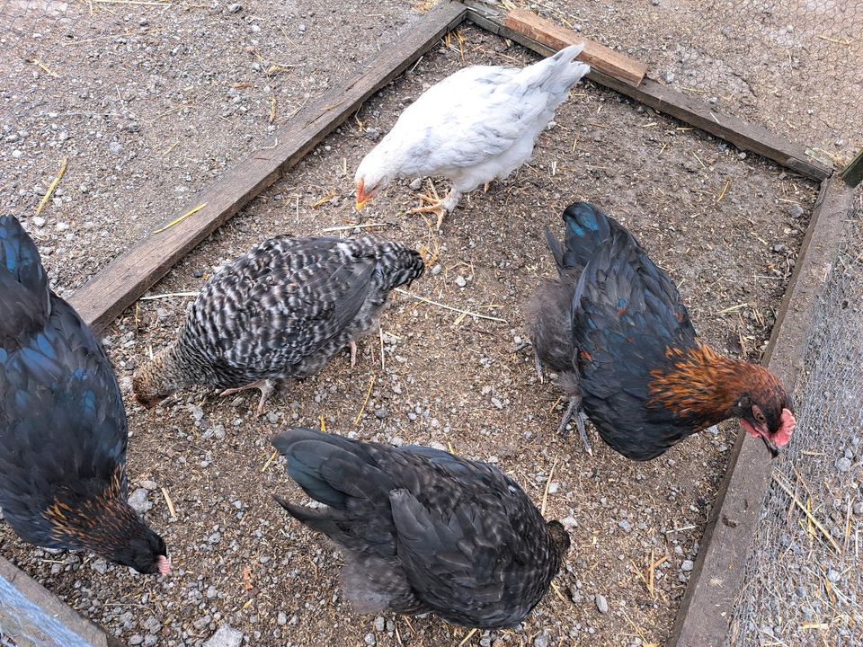 Hühner Hennen und Hähne in Stadtlohn