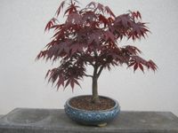 Bonsai roter Fächerahorn. Bayern - Pommersfelden Vorschau