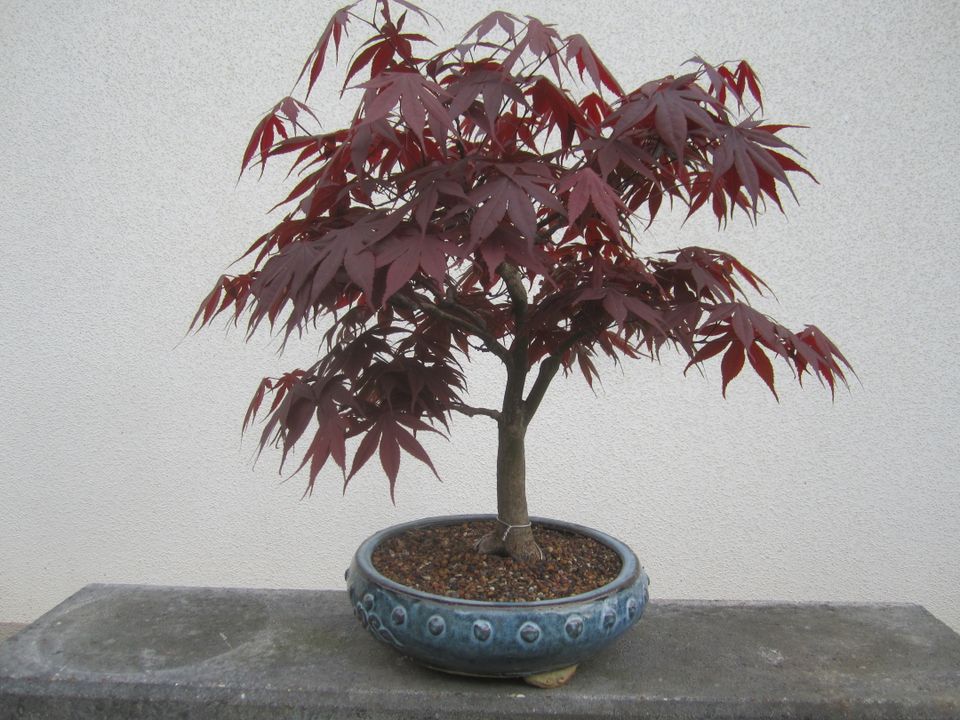 Bonsai roter Fächerahorn. in Pommersfelden