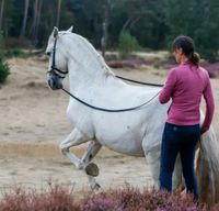 Wochenendkurs mit Ylvie Fros | Akademische Reitkunst & CDR Brandenburg - Heidesee Vorschau