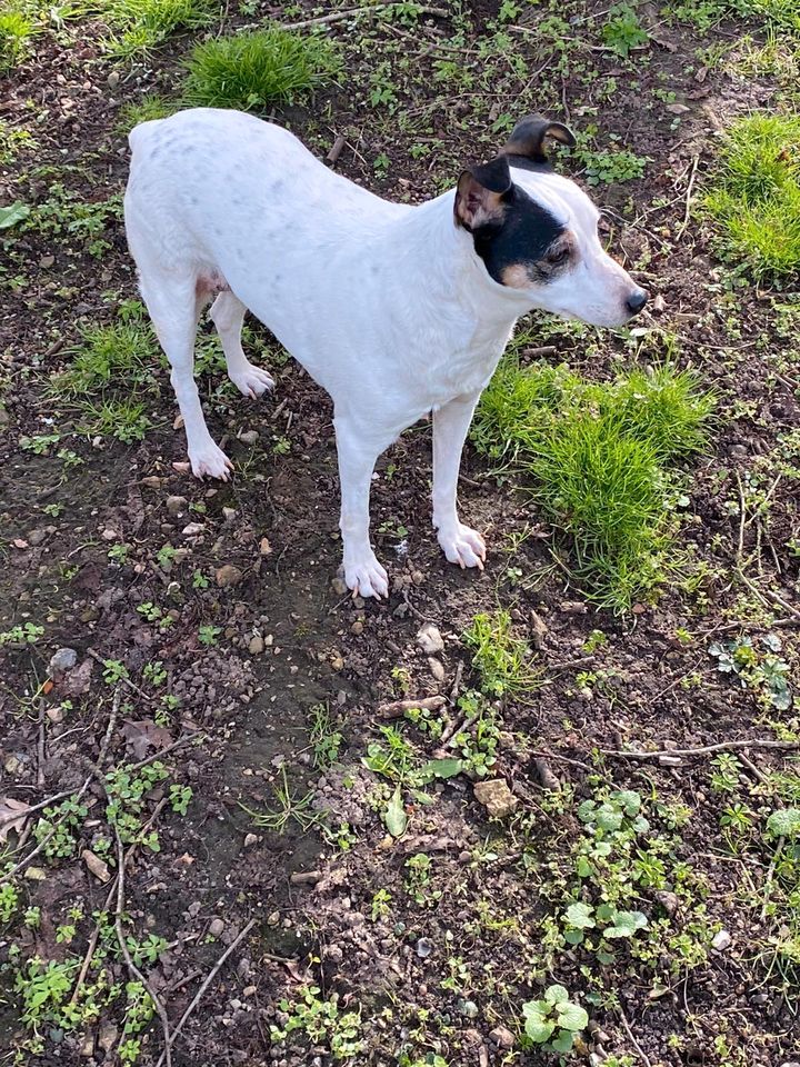 BELEN Bodeguero Hündin Tierschutz Hund in Rodenbek