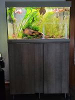 Aquarium Aquascape Eheim Vivaline 126 Fische Pflanzen Nordvorpommern - Landkreis - Prohn Vorschau