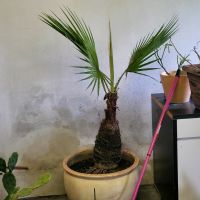 Riesige Palme mit fettem Stamm Nordrhein-Westfalen - Everswinkel Vorschau
