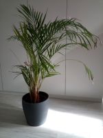 Goldfruchtpalme / Areca Palme Nordrhein-Westfalen - Moers Vorschau