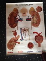 Medizinisches Poster  menschliche Niere Anatomie und Physiologie Nürnberg (Mittelfr) - Oststadt Vorschau