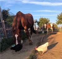 Biete Reitbeteiligung an Quarter Horse Rheinland-Pfalz - Ober-Olm Vorschau