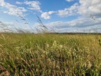 Pacht / Kauf Gesuch Acker, Grünland, Feld Raum Havelland Brandenburg - Märkisch Luch Vorschau