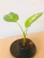 junge Diefenbachien, Pflanze, plant Friedrichshain-Kreuzberg - Friedrichshain Vorschau
