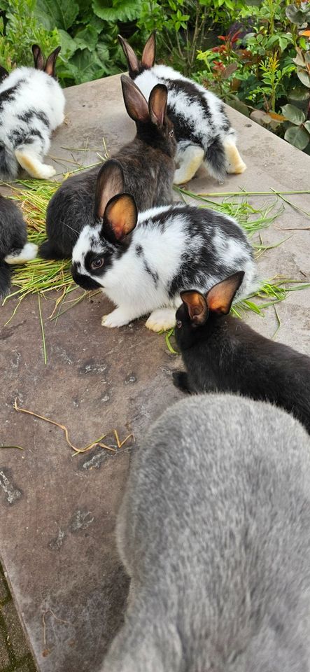 Kaninchen-Nachwuchs abzugeben in Braunschweig