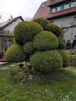 Gartenbonsai,  Formgehölz, Buxus sempervirens Niedersachsen - Bovenden Vorschau