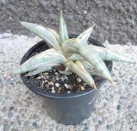 Sansevieria suffroticosa Blue Clone white variegated (2) Baden-Württemberg - Rheinstetten Vorschau