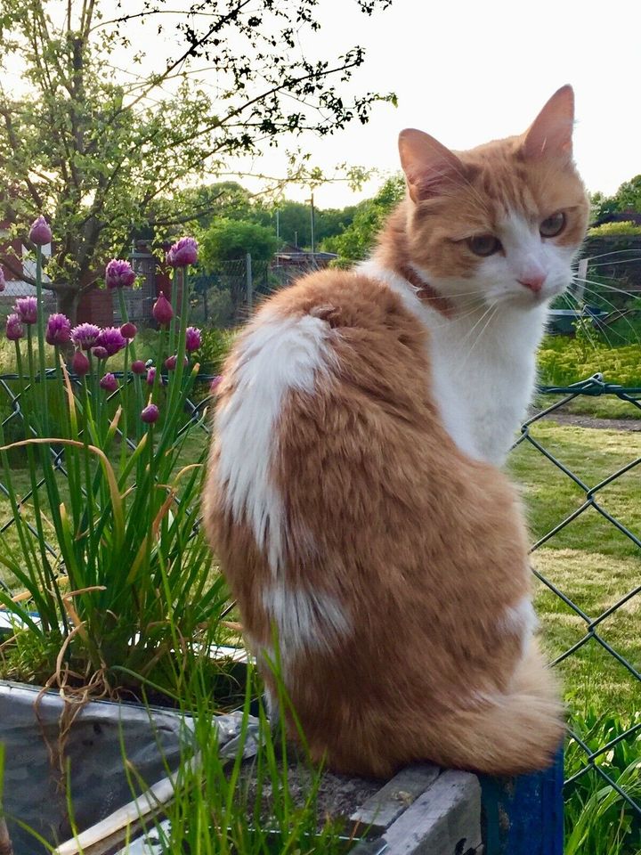 Nala weiss orange vermisst Kolonie Dornröschen Katze klein 27.06. in Hannover