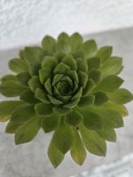 Sukkulente Aeonium Nogalesii Cup Cake Baden-Württemberg - Allmendingen Vorschau