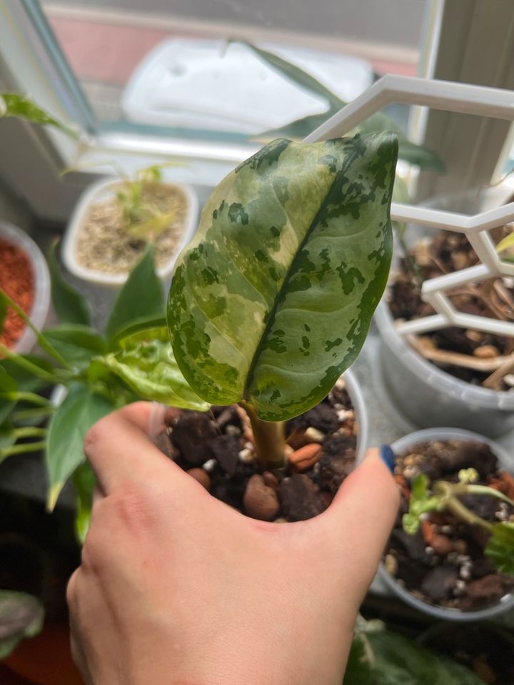 Aglaonema Commutatum “Manilas Pride” Variegata  Rarität Rare in Erfurt