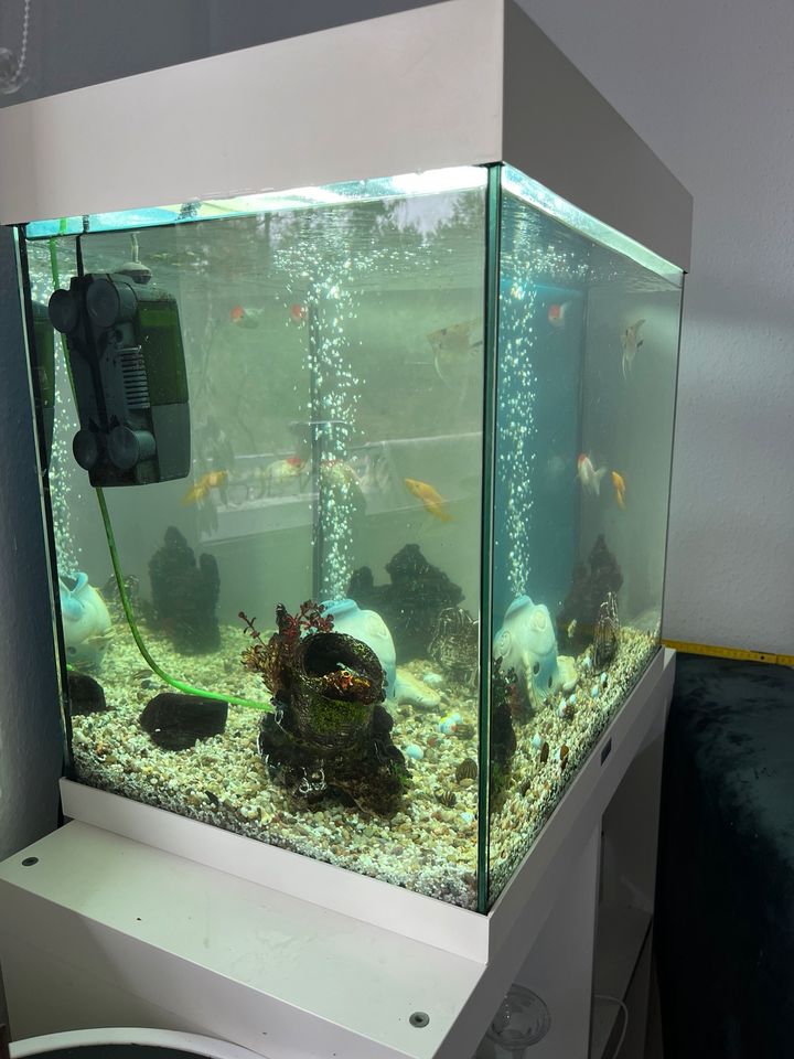 Aquarium für Fische in Eberswalde