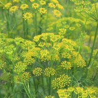 Bio Gewürz-Fenchel Saatgut Samen Gelb Balkon Garten Pflanze Öko Bayern - Gilching Vorschau