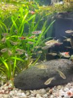 Guppy Guppies 0,50€ aus eigener Nachzucht Bayern - Teisendorf Vorschau